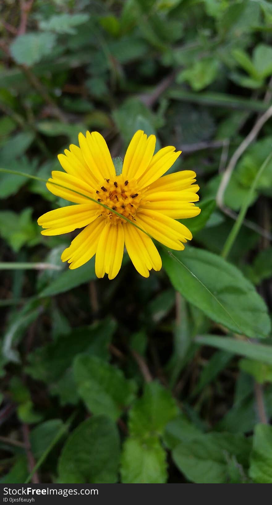 Flower, Yellow, Plant, Flora