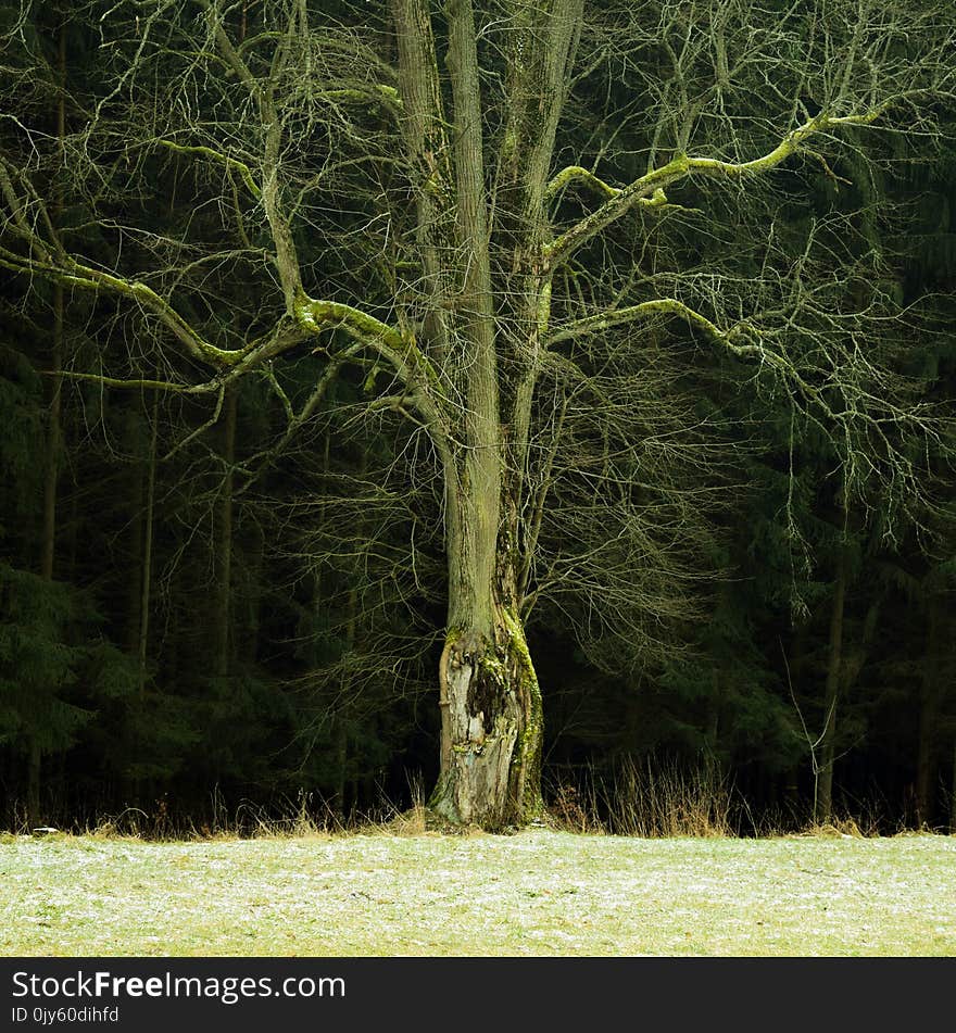 Haunted Tree in Bohemian Paradise in Winter in Hrubá Skála, Czech republic.