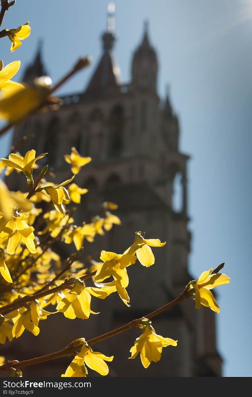 Yellow flowering shrub in early spring in front of a church