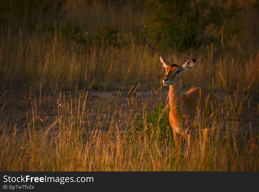 Photo of Brown Deer during Sunset