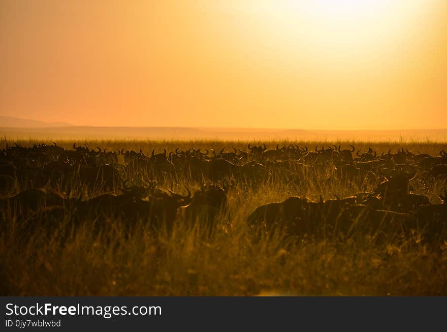 Herd of Buffalo during Sunset