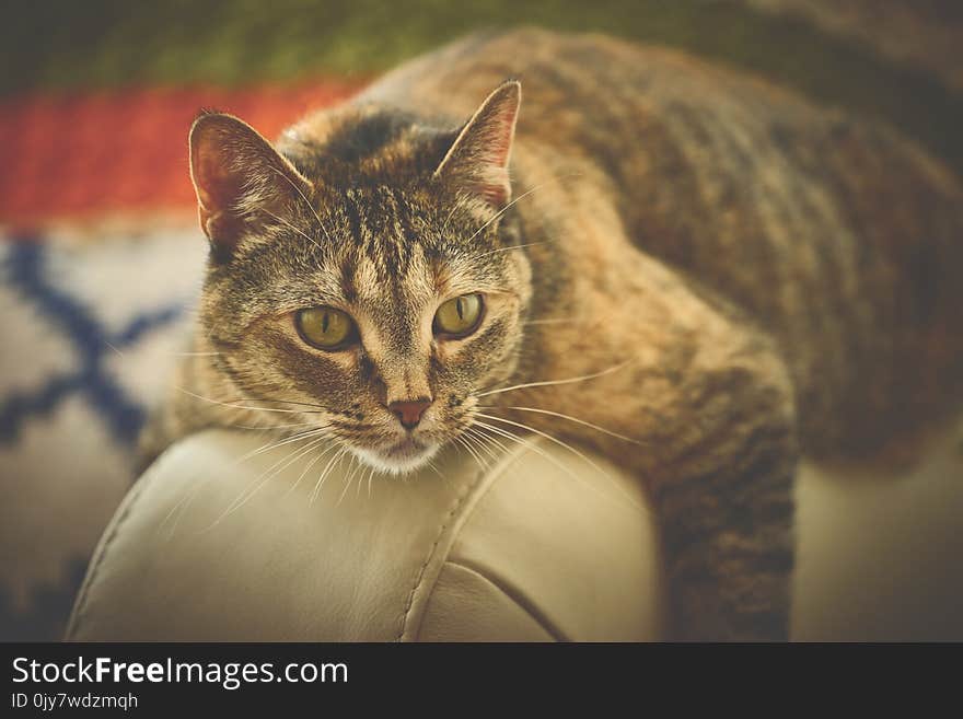 Brown Cat on Beige Leather Surface