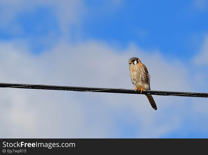 Brown and Black Bird on Black Wire Under White Clouds