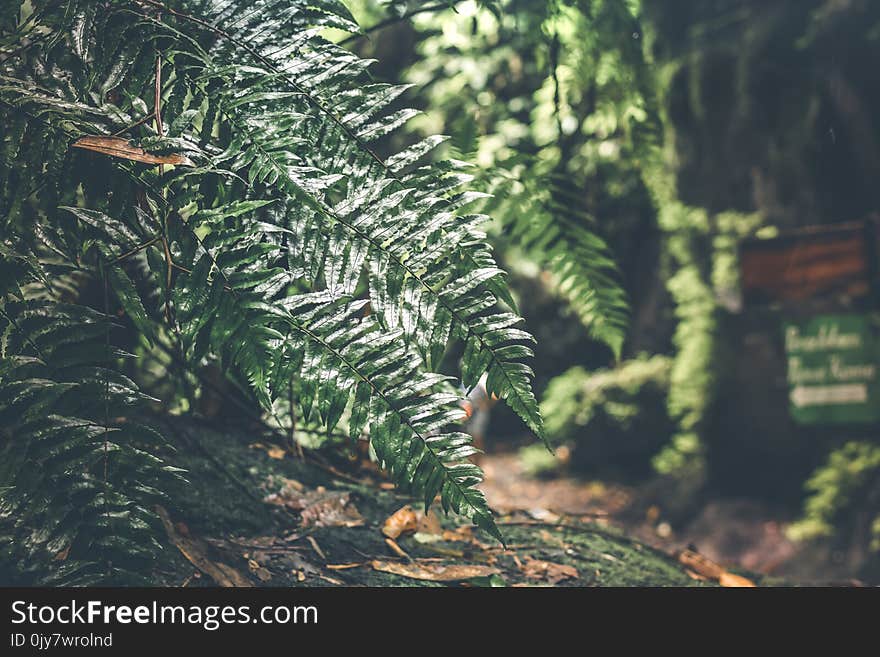 Green Leafed Plant at Daytime