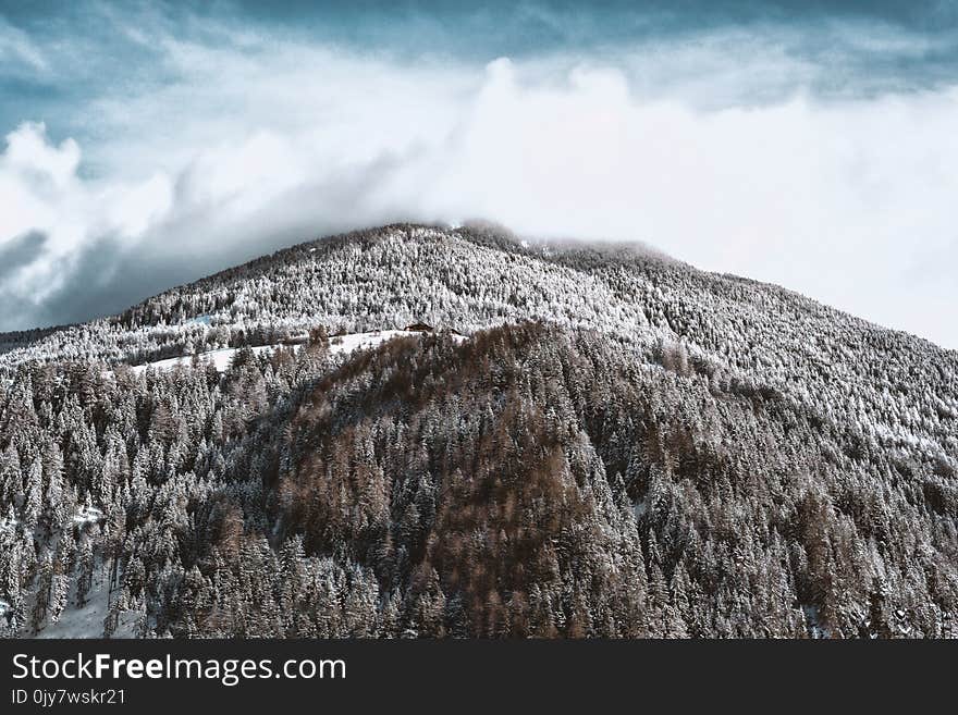 Snow-covered Mountain and Forest