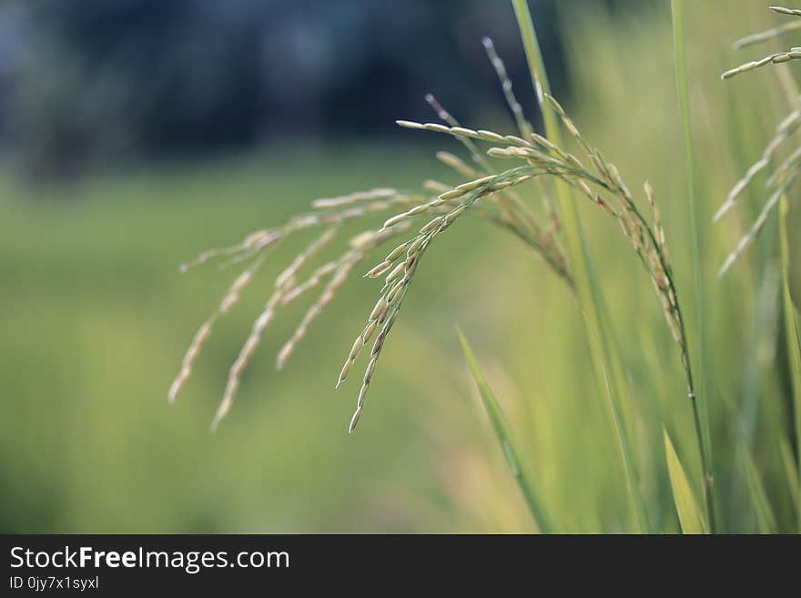 Close Up Photo of Wheat Plant