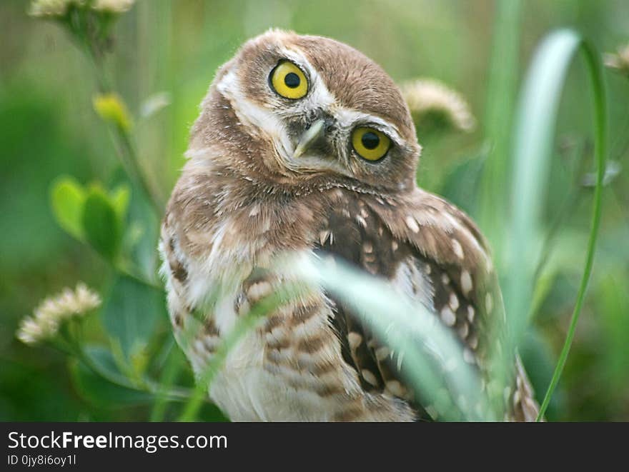 Owl, Bird, Beak, Bird Of Prey