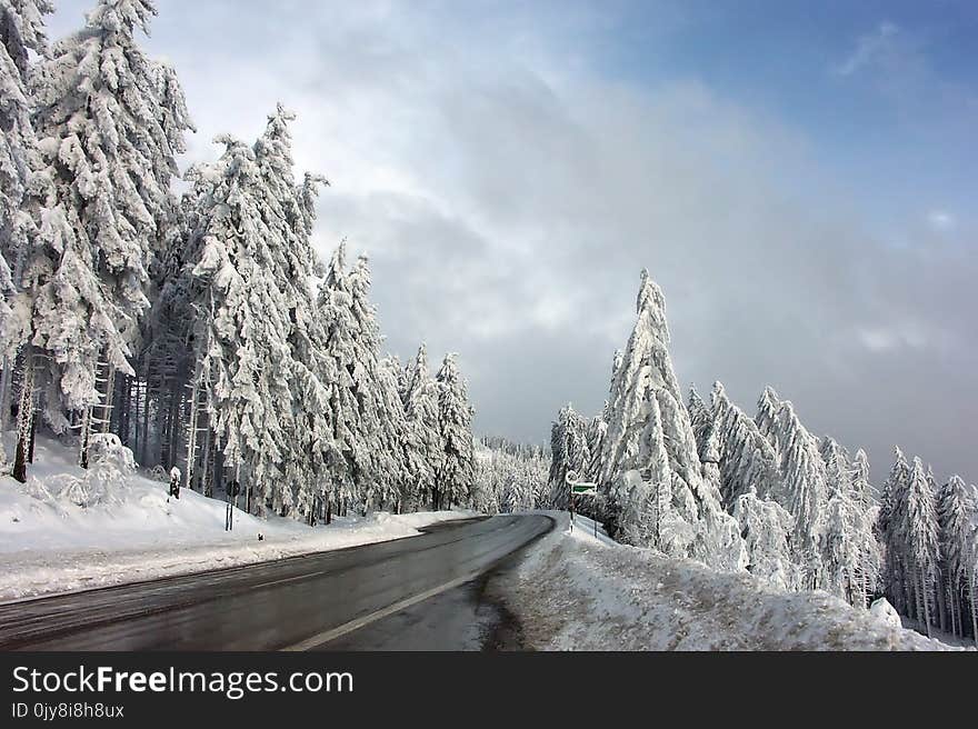 Winter, Snow, Tree, Sky