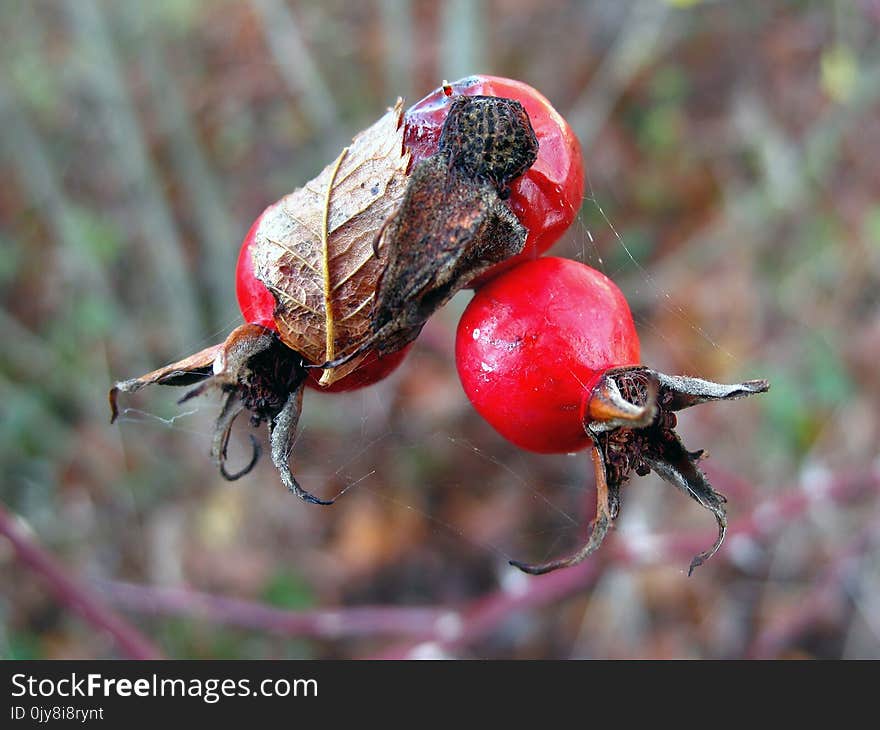 Insect, Scarabs, Invertebrate, Macro Photography