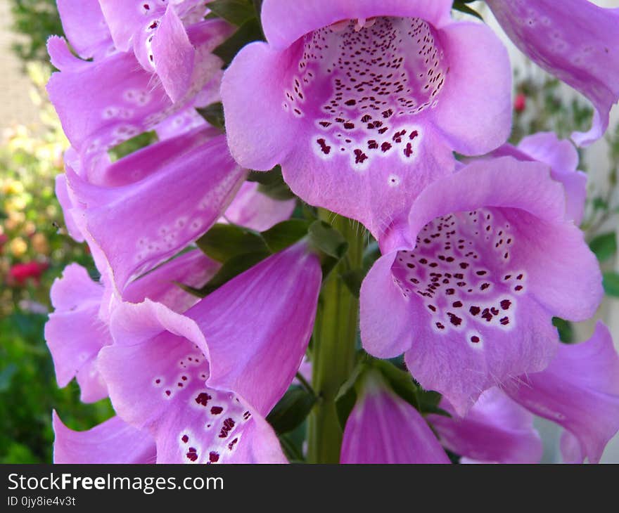 Flower, Pink, Purple, Violet