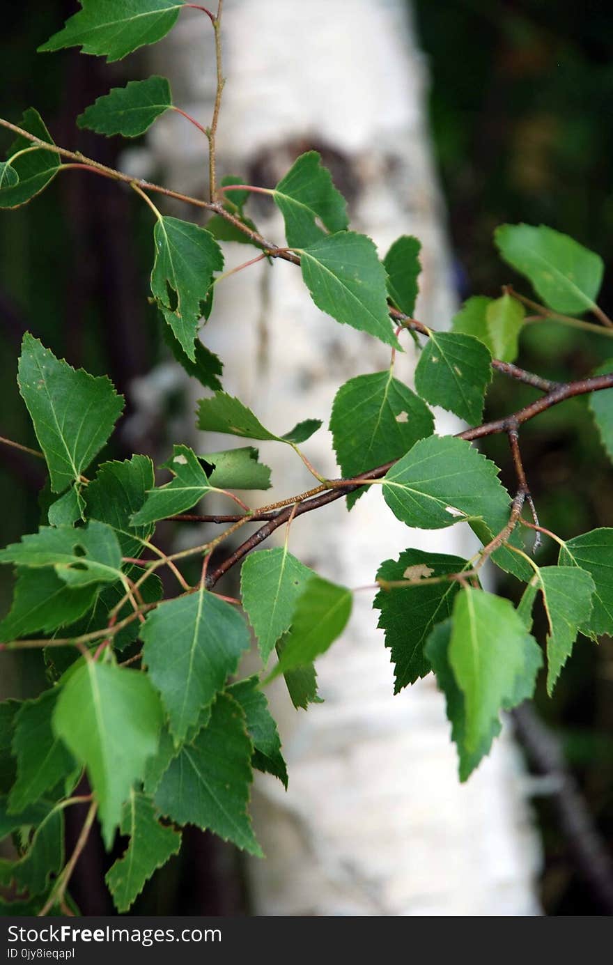 Plant, Leaf, Tree, Branch