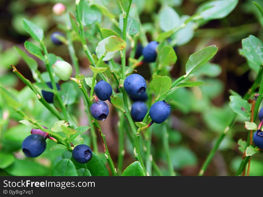 Plant, Berry, Bilberry, Blueberry