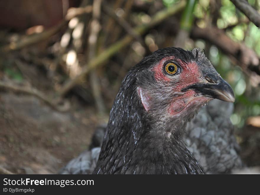 Beak, Galliformes, Chicken, Bird