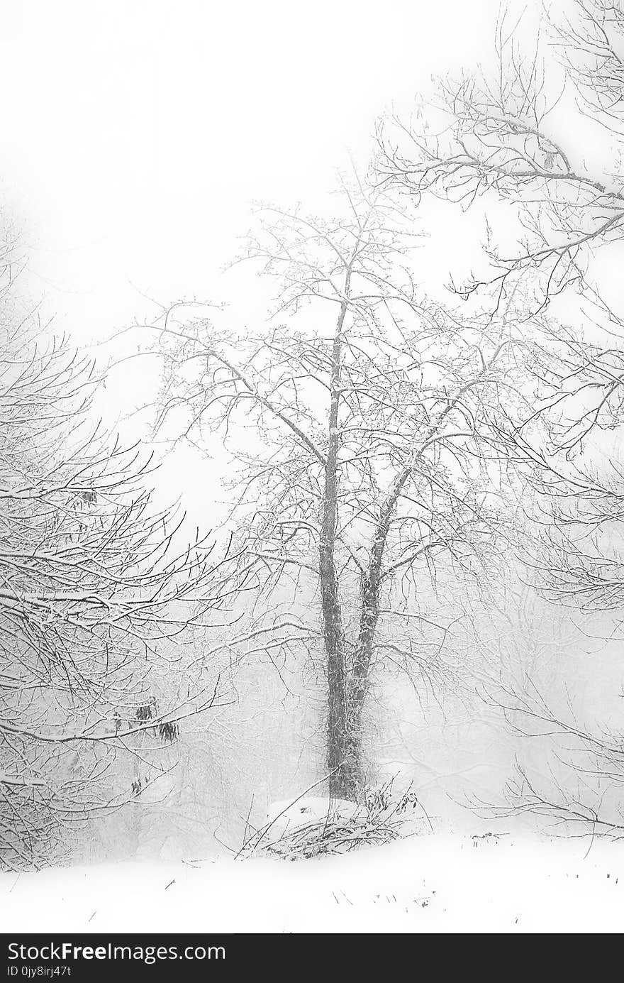 Tree, Black And White, Branch, Winter