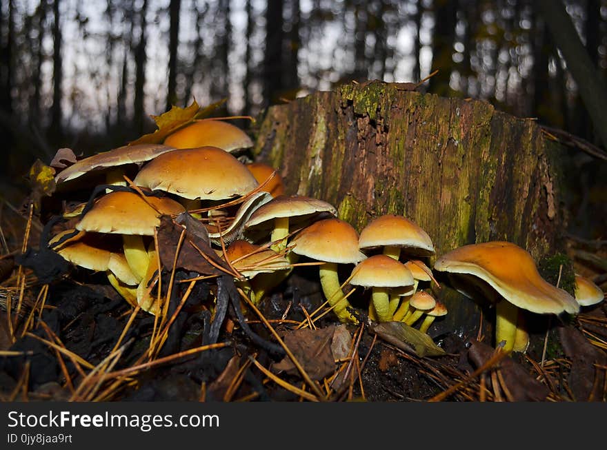 Mushroom, Ecosystem, Fungus, Edible Mushroom