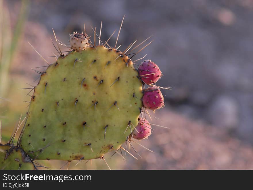 Thorns Spines And Prickles, Barbary Fig, Cactus, Nopal