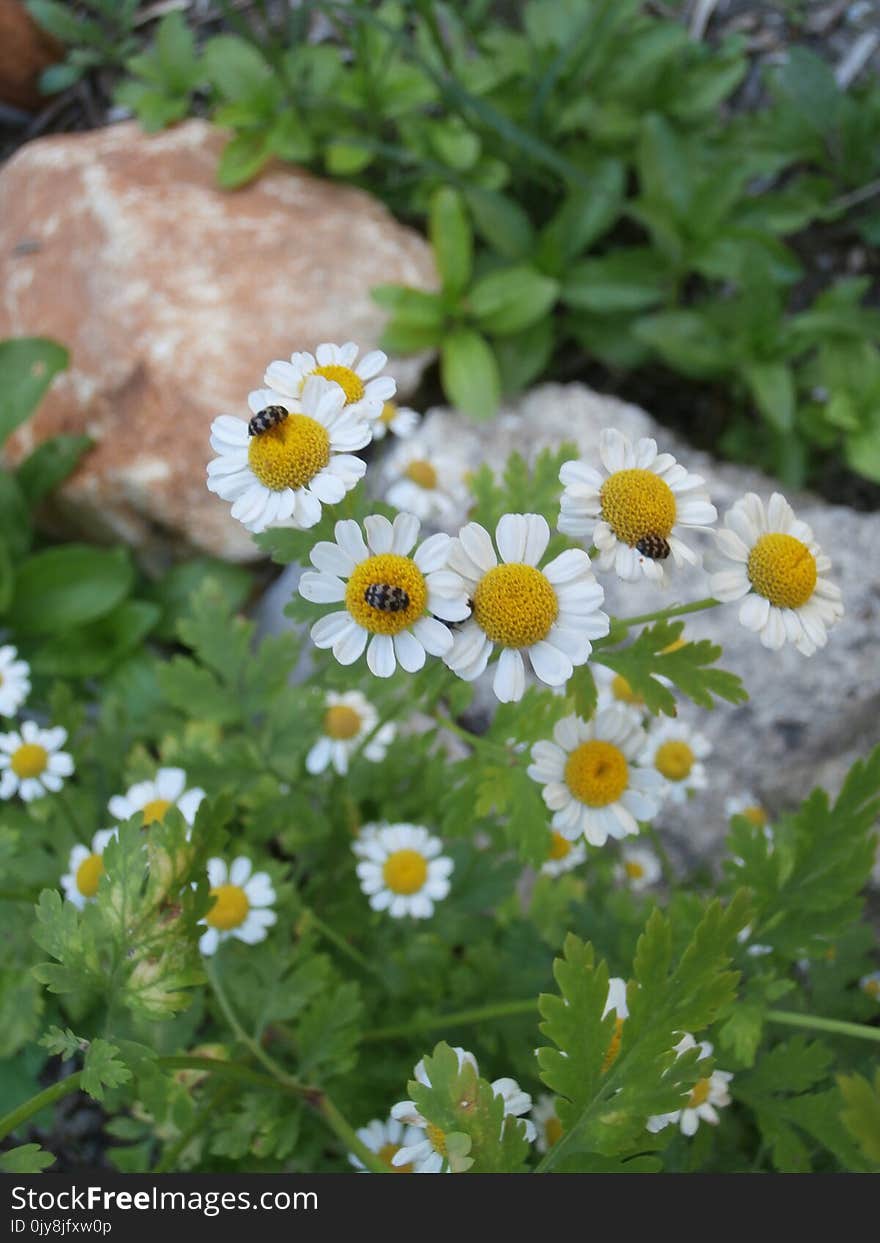 Flower, Chamaemelum Nobile, Tanacetum Parthenium, Plant