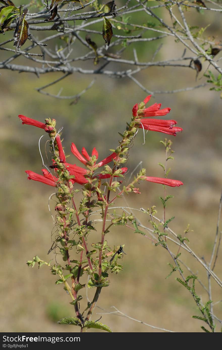 Plant, Flora, Flower, Vegetation