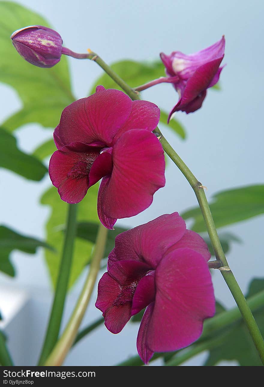 Flower, Plant, Pink, Flora