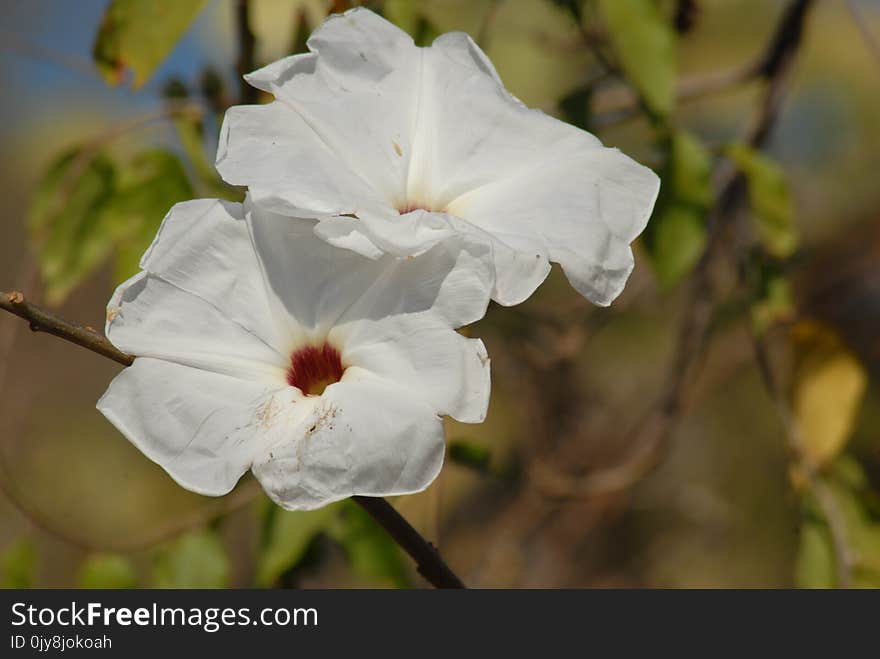 White, Flower, Plant, Flowering Plant