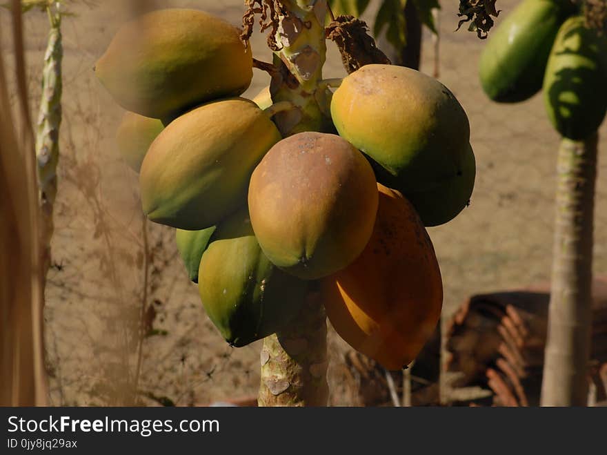 Fruit, Papaya, Fruit Tree, Produce