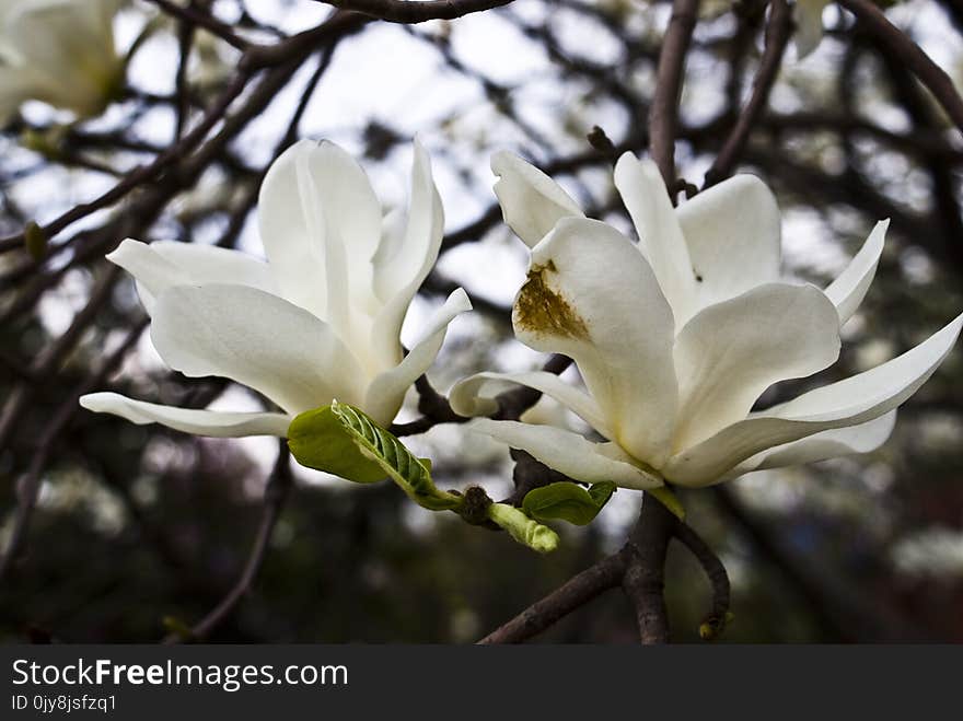 Flower, Plant, White, Flora