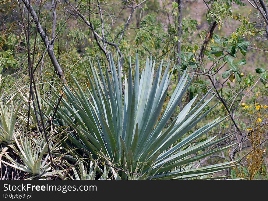 Plant, Vegetation, Flora, Ecosystem