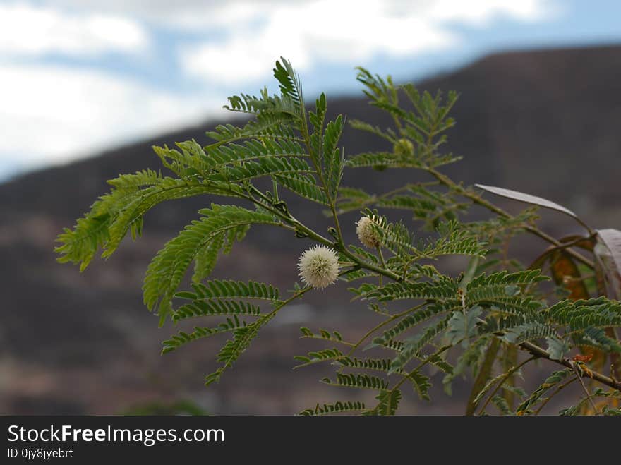 Vegetation, Plant, Leaf, Tree