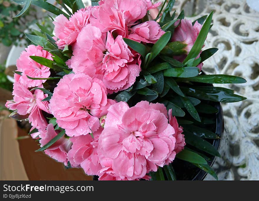 Flower, Plant, Pink, Flowering Plant