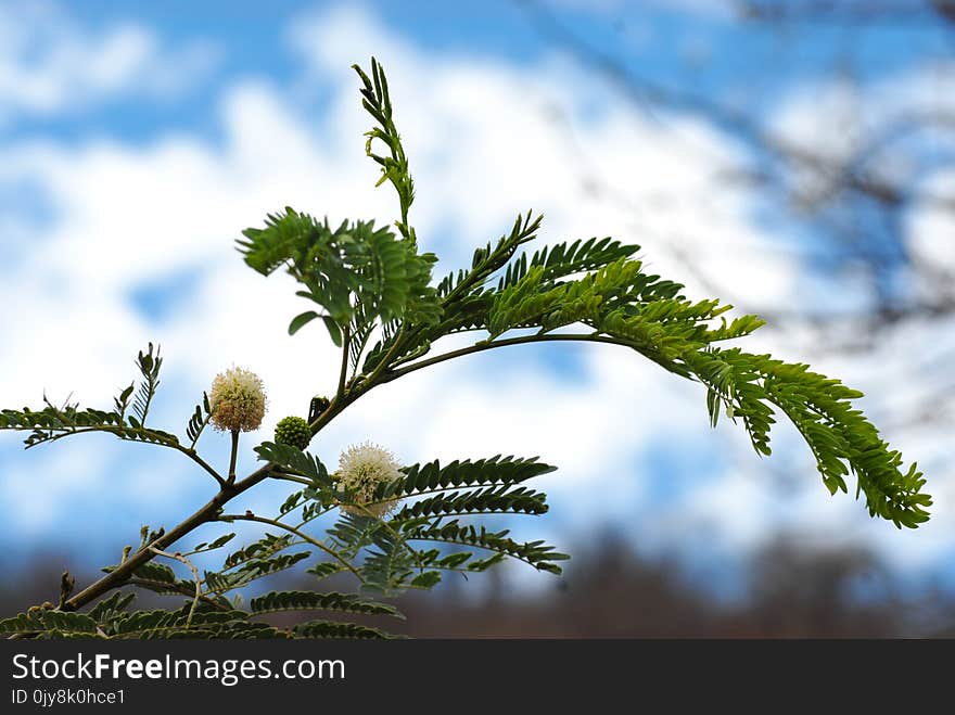 Sky, Vegetation, Leaf, Flora