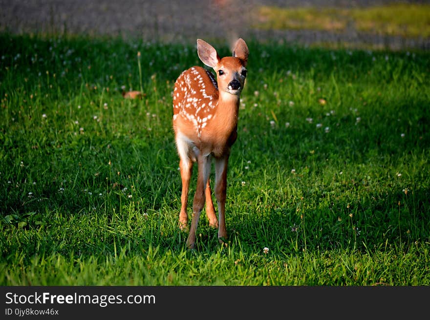 Wildlife, Deer, Fauna, Mammal