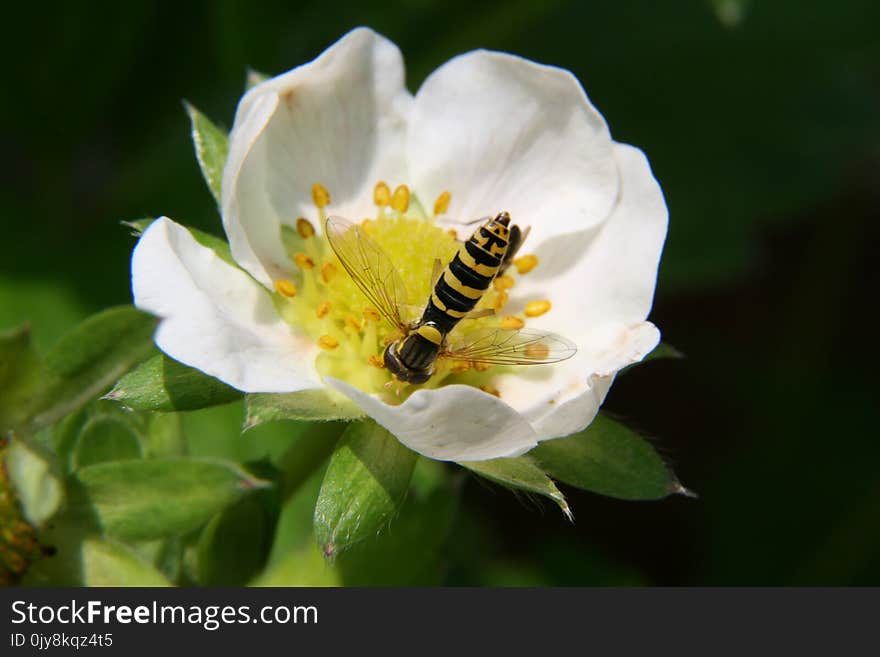 Flower, Nectar, Honey Bee, Rosa Canina