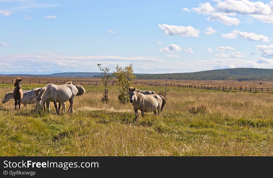 Grassland, Ecosystem, Wildlife, Pasture