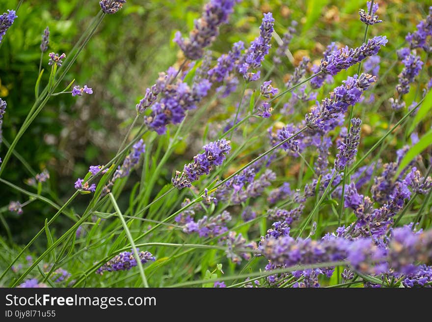 Plant, English Lavender, Lavender, Flower