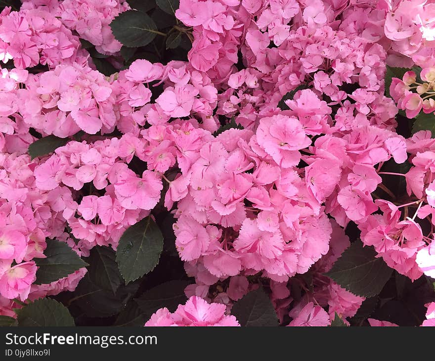 Flower, Plant, Pink, Flowering Plant