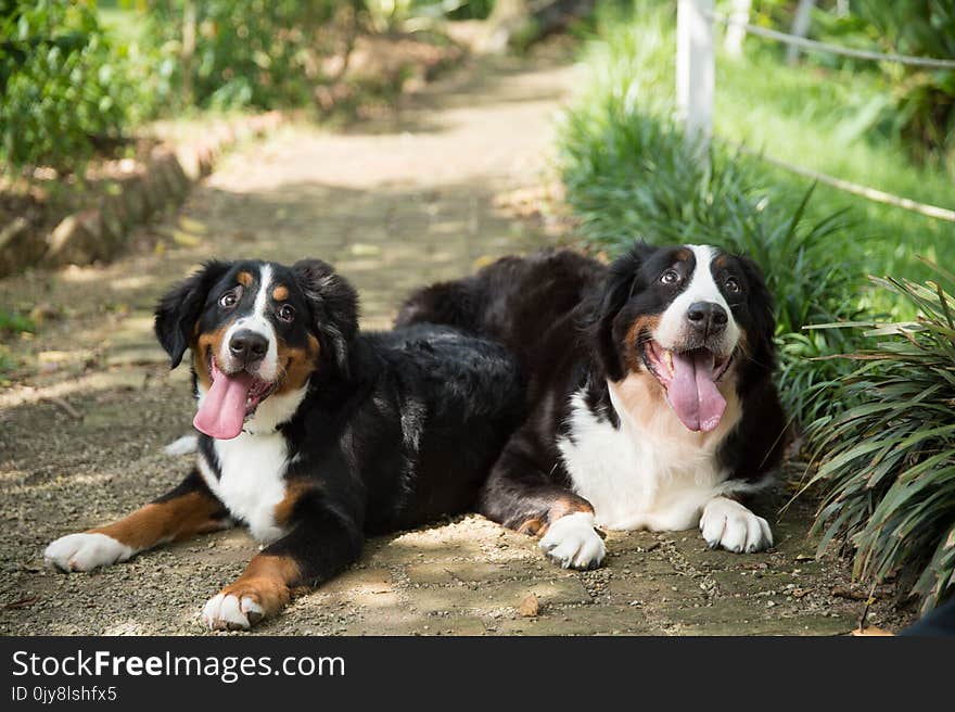 Dog, Bernese Mountain Dog, Dog Breed, Dog Like Mammal