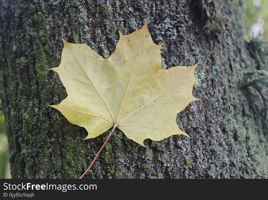 Leaf, Maple Leaf, Tree, Plant