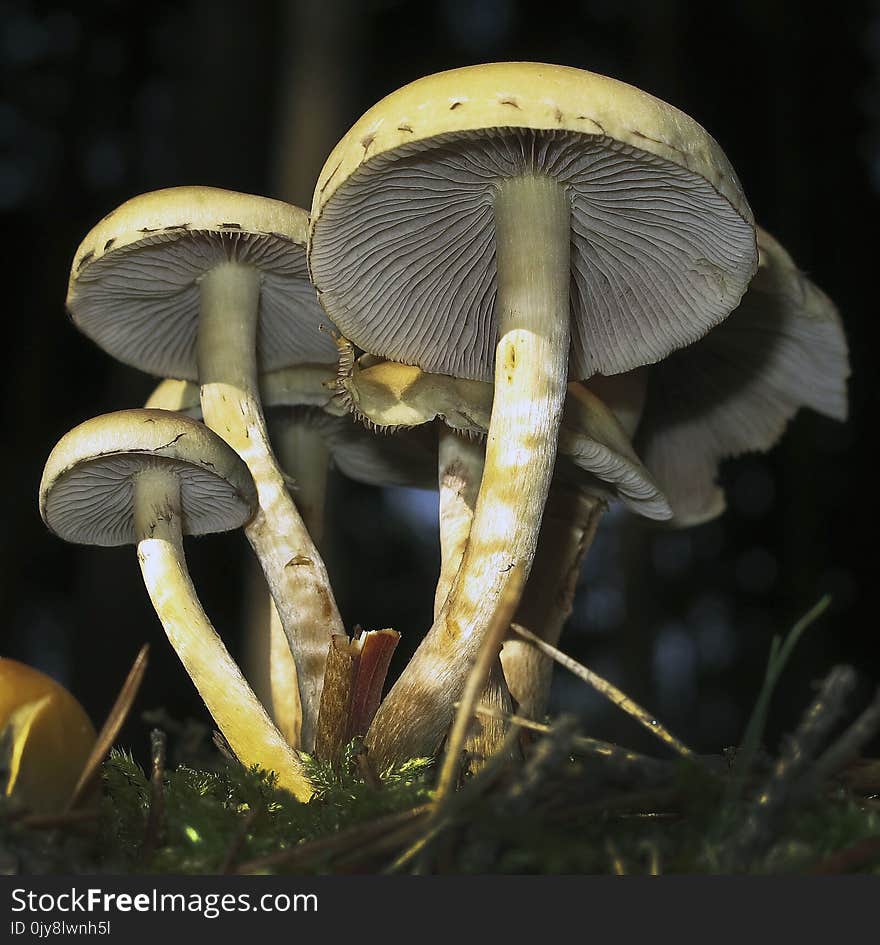 Mushroom, Fungus, Agaricaceae, Edible Mushroom