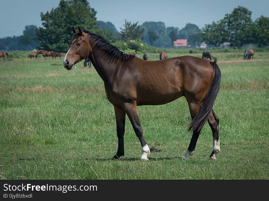 Horse, Pasture, Mare, Stallion