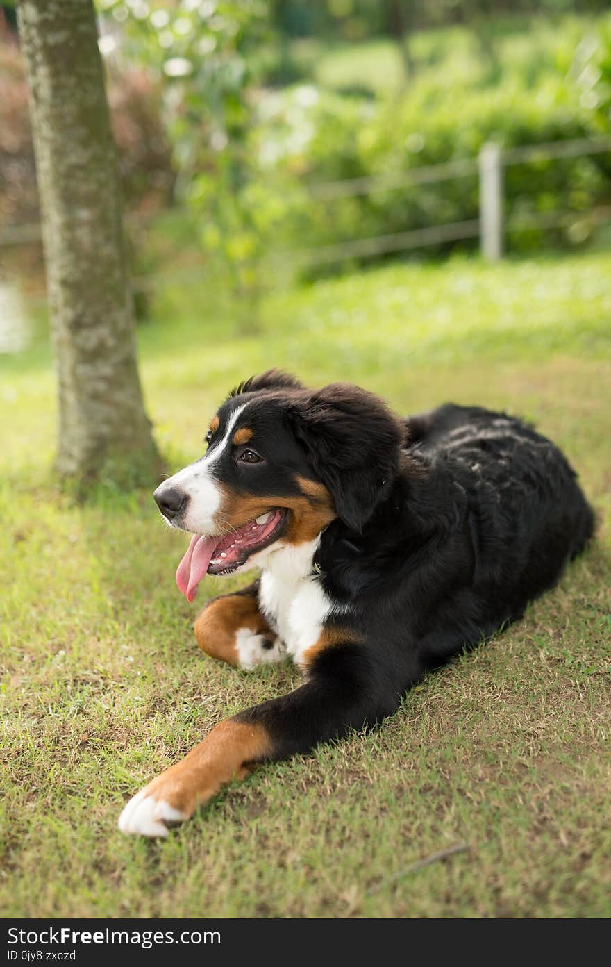 Dog, Dog Breed, Bernese Mountain Dog, Dog Like Mammal