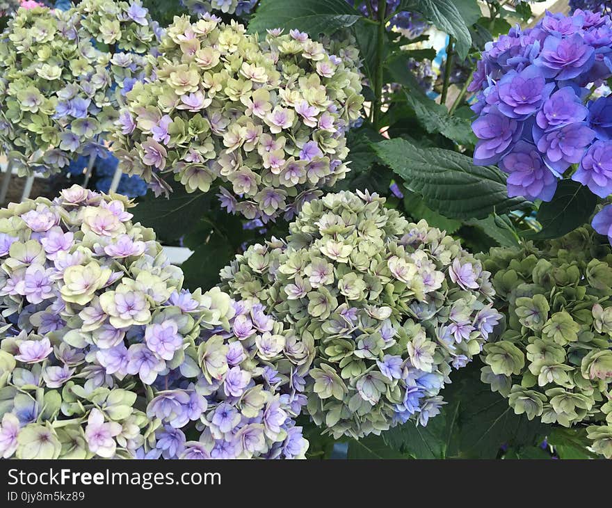 Flower, Plant, Flowering Plant, Hydrangea