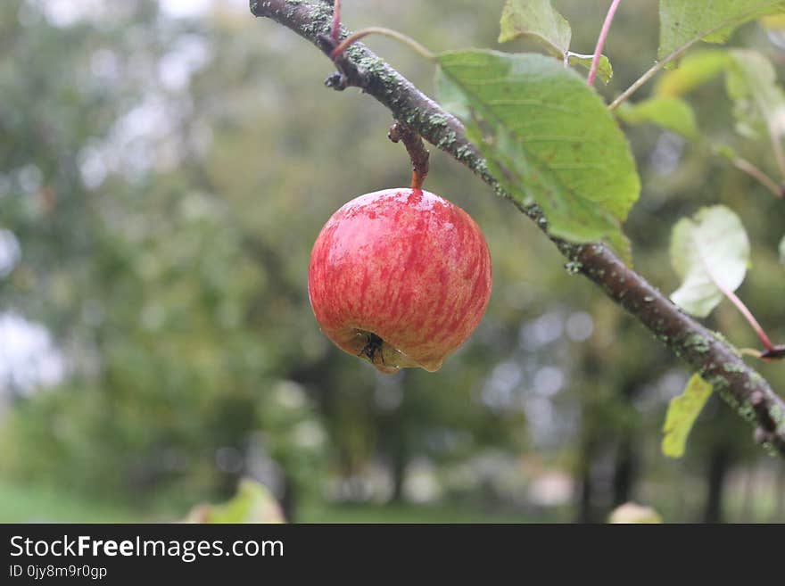 Fruit, Branch, Fruit Tree, Apple