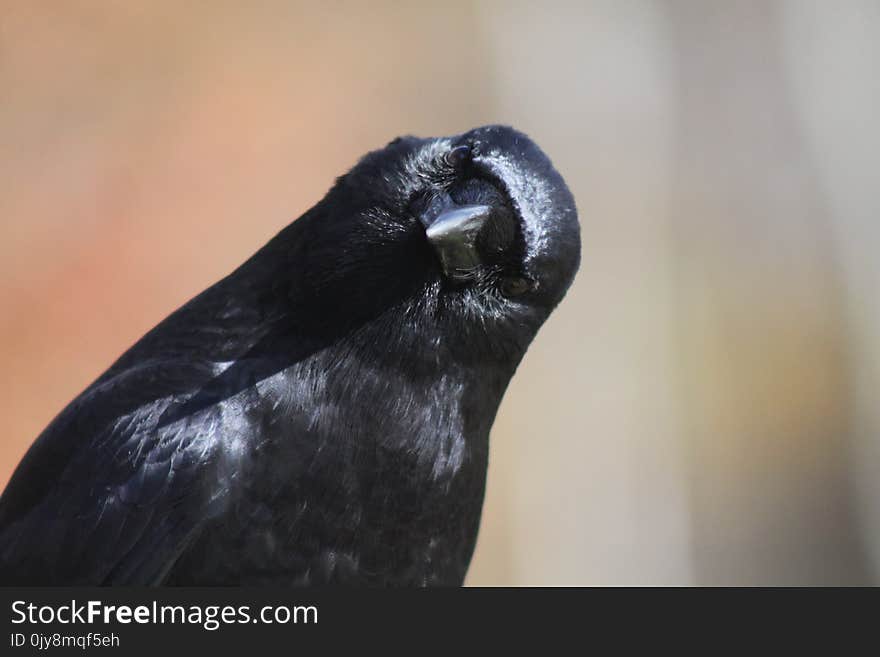 Beak, Bird, Fauna, Close Up