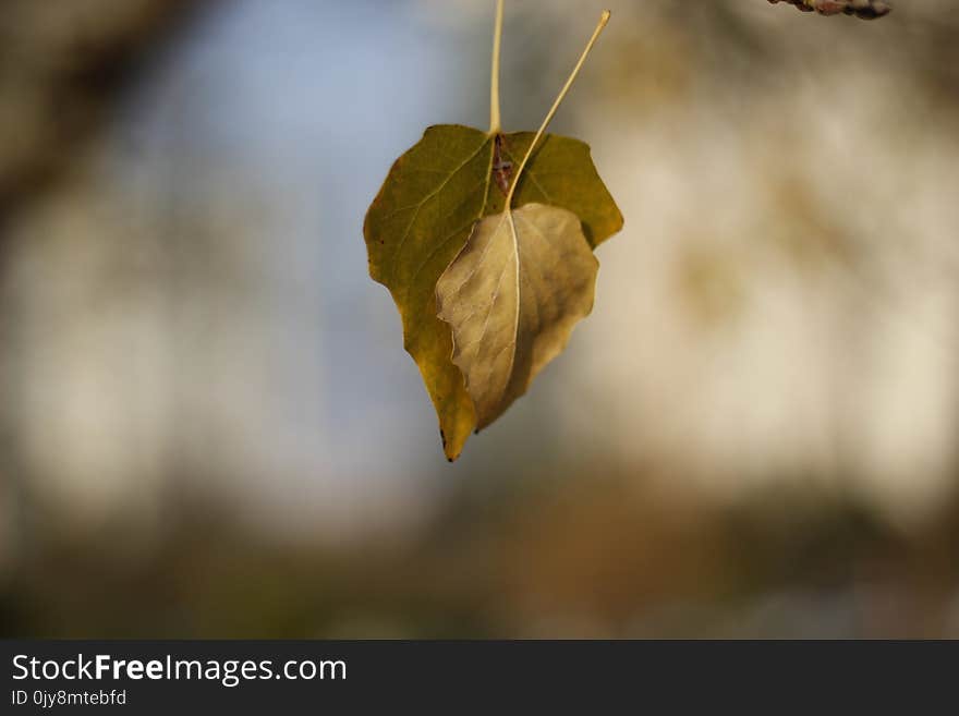 Leaf, Flora, Twig, Branch