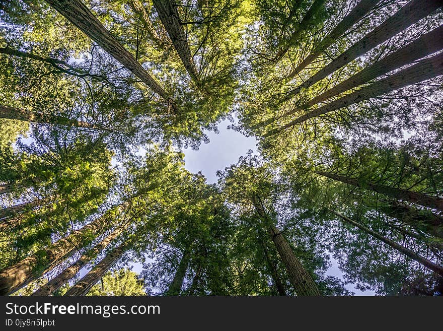 Tree, Vegetation, Ecosystem, Forest