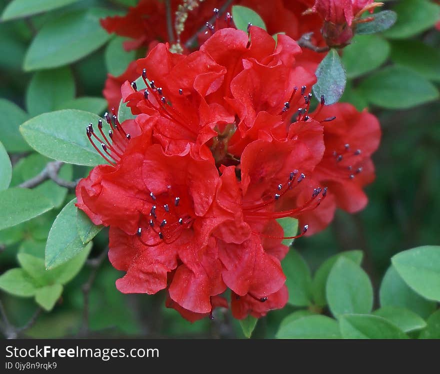 Flower, Plant, Woody Plant, Flowering Plant