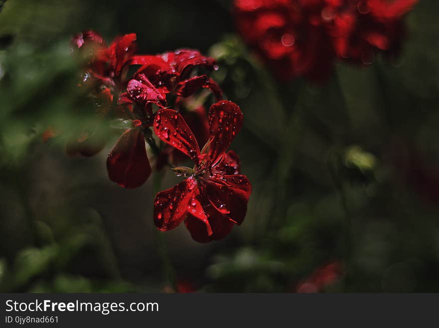 Flower, Red, Flora, Plant