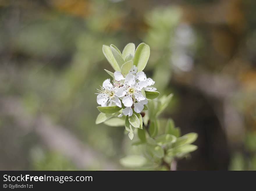 Flora, Plant, Flower, Spring