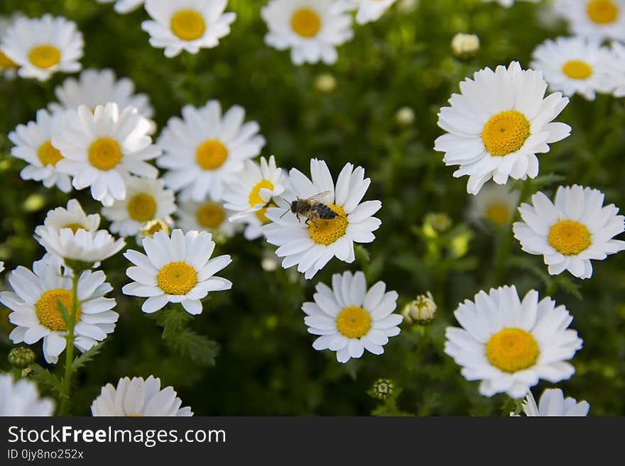 Flower, Chamaemelum Nobile, Flora, Tanacetum Parthenium