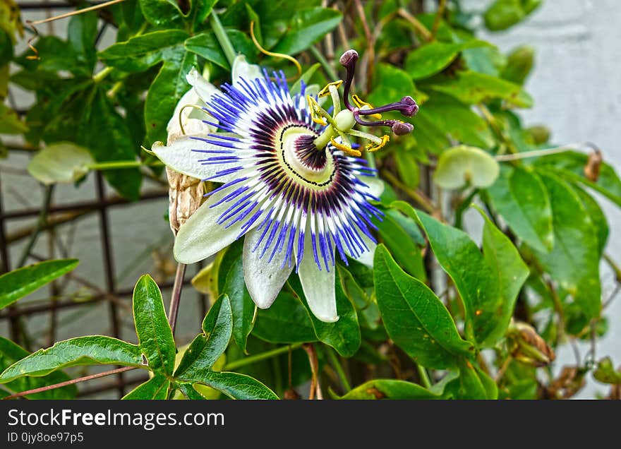 Flower, Plant, Passion Flower, Passion Flower Family